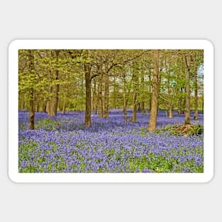 Bluebell Woods Greys Court Oxfordshire UK Sticker